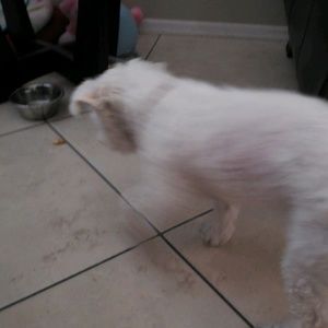 Meet your Posher, Carmen